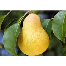 Mustafa Bey Armut Fidanı 100 cm 120 cm