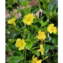 Sarı Kavun Içi Mandavilla Çiçeği Fidanı 60CM-80CM