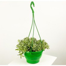 Fare Kulağı Çiçeği Askılı Saksı 40CM-60CM