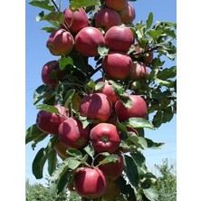 Süper Chief Elma Ağacı 5 Yaş 150 cm 200 cm