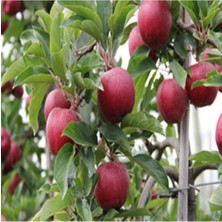 Elma Ağacı Galaval 3 Yaş 100 cm 120 cm