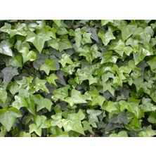 Orman Sarmaşığı Fidanı Hedere 100CM-120CM