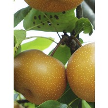 Naşi Armudu Fidanı 100 cm 120 cm