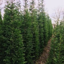 Mavi Leylandi Fidanı 200CM-250CM