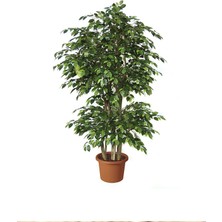 Yeşil Benjamin Ağacı Fidanı 20CM-40CM