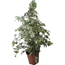 Alacalı Kenarlı Benjamin Ağacı (Salon / Ofis) 80CM-100CM