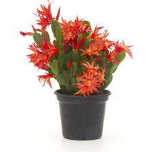 Kırmızı Yılbaşı Çiçeği Fidanı 5CM-20CM
