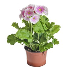 Pembe Onbir Ay Çiçeği