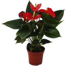 Antoryum (Flamingo) Çiçeği 40CM-60CM