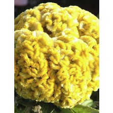 Horoz Ibiği Sarı 10 Adet