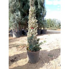 Gümüş Piramit Taflan Fidanı 120CM-150CM