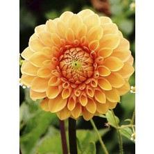 Turuncu Dahlia Fidanı 20 cm 40 cm