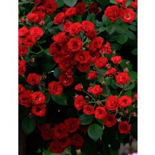 Kırmızı Çardak Gülü 100CM-120CM
