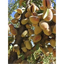 Guara Badem Fidanı 5 Yaş 150-200 cm