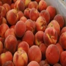 Innovative Tree Elegant Lady Şeftali Ağacı Tam Bodur