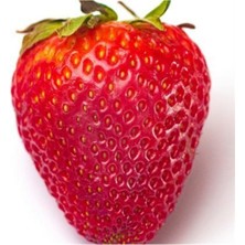 Pocahontas Çilek Fidesi 10 Adet