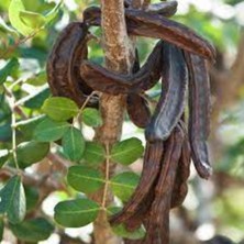 Keçiboynuzu Fidanı 40 cm 60 cm