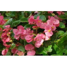 Şeker Pembe Begonya Çiçeği Fidanı 20CM-40CM