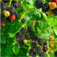 Reuben Böğürtlen Fidanı 150 cm 200 cm