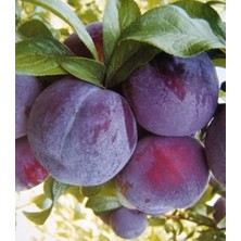 Early Heart Erik 3 Yaş 100-120CM