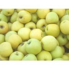 Golden Delicious Elma Ağacı 5 Yaş 150 cm 200 cm
