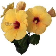 Sarı Katlı Japon Gülü 40CM-60CM