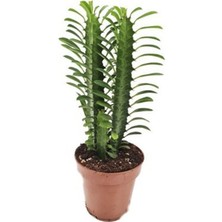 Yeşil Süt Ağaç 10CM-20CM