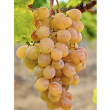 Ata Sarısı Aşılı Üzüm Fidanı