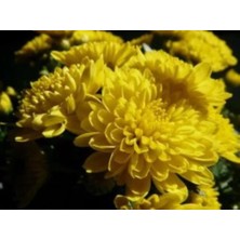 Sarı Iri Kasımpatı Çiçeği 40CM-60CM - Krizantem