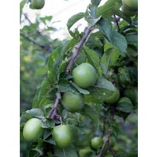 Obilnaya Erik 5 Yaş 150 cm 200 cm