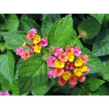 Pembe Sarı Bodur Ağaç Minesi Fidanı 40 CM-60CM