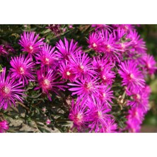 Karışık Renk Damat Mendili 30 Adet