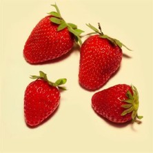 Dorit Çilek Fidesi 30 Adet