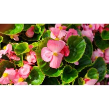 30 Adet Şeker Begonya Fidesi 5CM-15CM