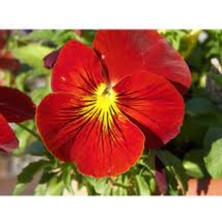 Kırmızı Hercai Fidesi 5CM-15CM 10 Adet