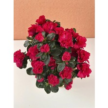 Koyu Kırmızı Açelya Çiçeği 20CM-40CM