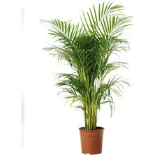 Salon (Şamadora) Palmiyesi 5CM-15CM