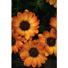 Koyu Kahverengi Bodrum Papatyası Çiçeği Fidanı 20CM-40CM