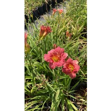 Hemerocallis Çiçeği - Pembe Sarı Ortanca Küçük Boy Ithal