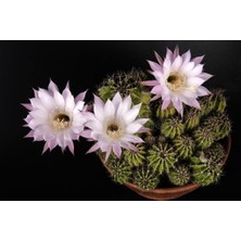 Klasik Kaktüs 50CM-15CM