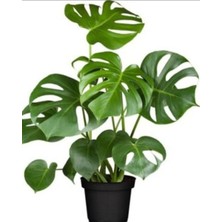Deve Tabanı Çiçeği Fidanı 20CM-40CM