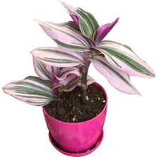 Zebrana Telgraf Çiçeği 10 Adet Fide 5CM-15CM