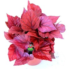Kırmızı Yaprak Pembe Begonya Çiçeği Fidanı 20CM-40CM