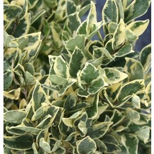 Alacalı Texanum Fidanı 20CM-40CM