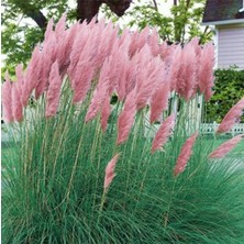 Pembe Pampas Saz Çiçeği Fidanı 100CM-120CM