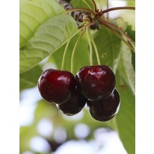 Summit Kiraz Ağacı Fidanı 3 Yaş 100 cm 120 cm