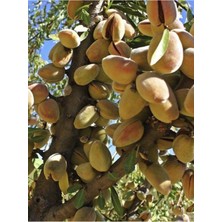 Ferroduel Badem Fidanı 5 Yaş 150-200 cm