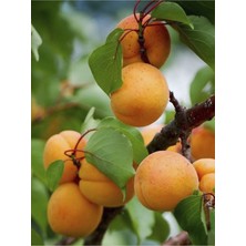 Kağızman Kayısı Ağacı Fidanı 100-120 cm 3 Yaş