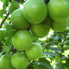 Kara Papaz Erik Fidanı 3 Yaş 100 cm 120 cm