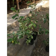 Alacalı Yapraklı Limon Ağacı Fidanı 80 cm 100 cm (Saksıda)